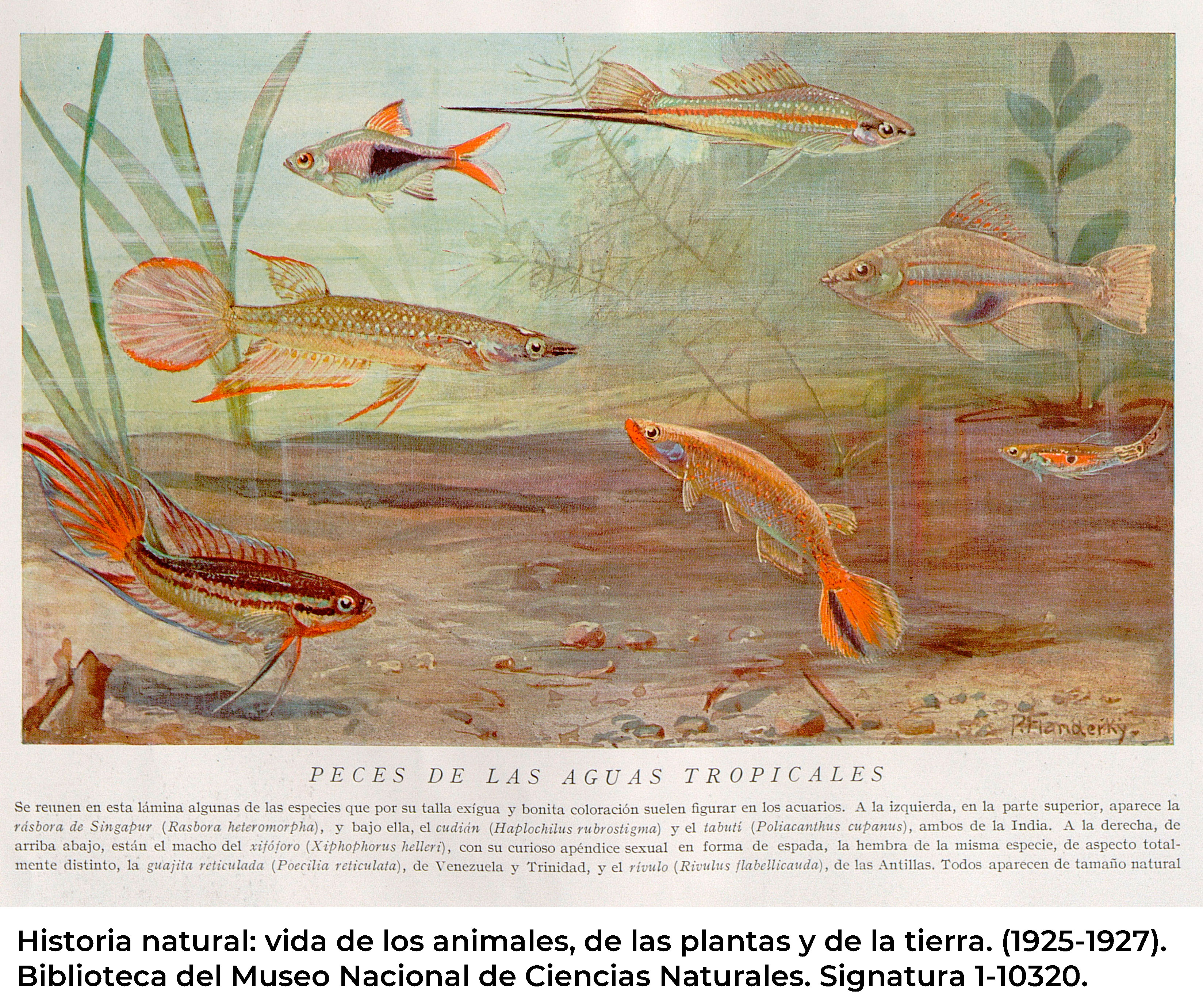 Historia natural: vida de los animales, de las plantas y de la tierra. (1925-1927). 