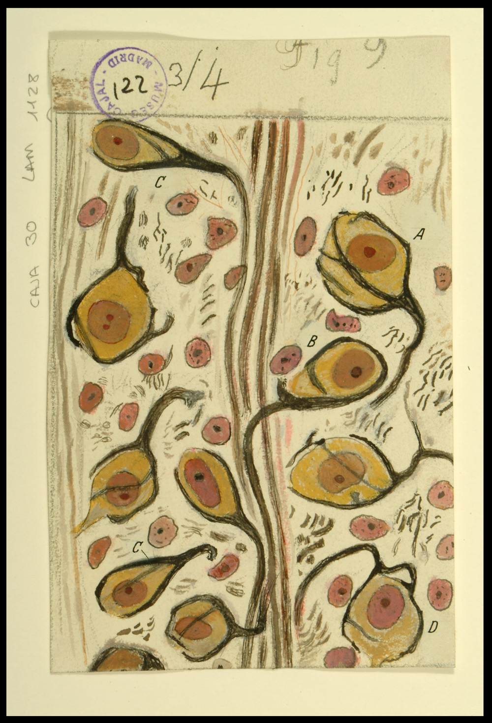 Dibujo científico de Santiago Ramón y Cajal, cálices de Held en el núcleo del cuerpo trapezoide.