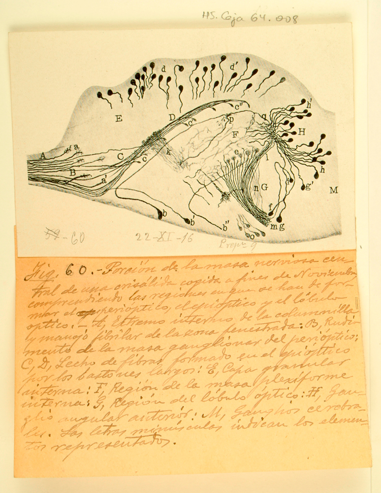 Reproducciones de dibujos científicos originales de Domingo Sánchez