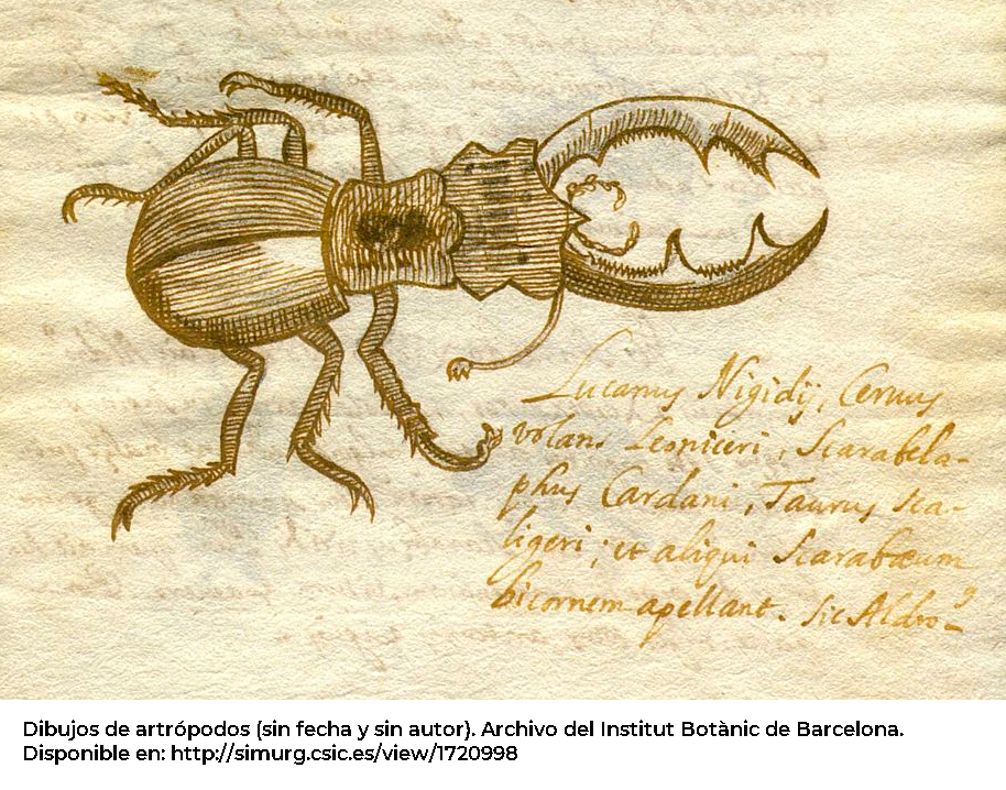 Dibujos de artrópodos (sin fecha y sin autor).