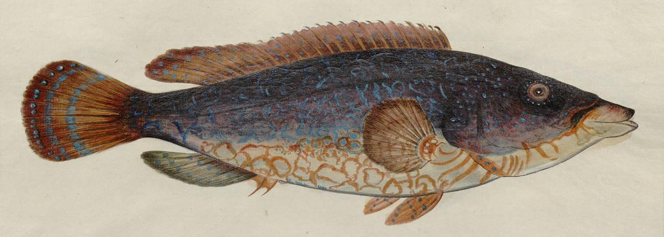 Simurg incorpora dos títulos del Fondo especial del MNCN