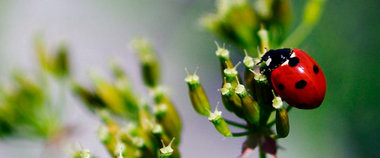 Acuerdo transformativo CSIC-Royal Society