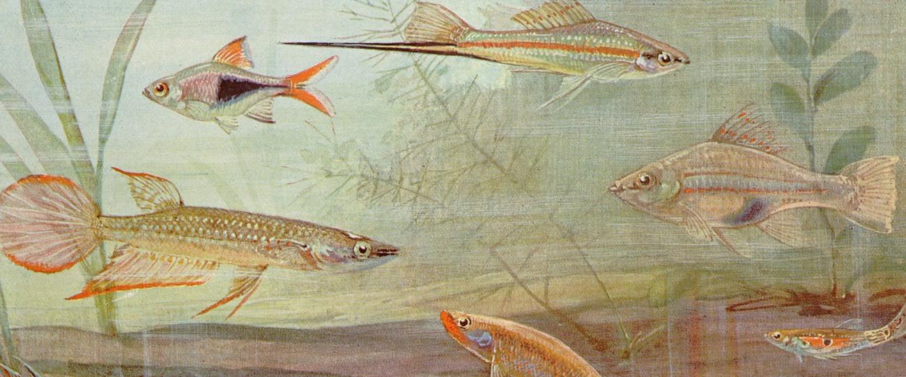 Historia natural: vida de los animales, de las plantas y de la tierra. (1925-1927). 